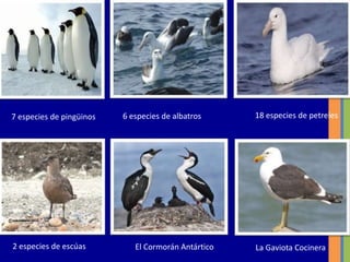 7 especies de pingüinos 6 especies de albatros 18 especies de petreles
2 especies de escúas El Cormorán Antártico La Gaviota Cocinera
 