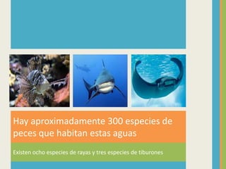 Existen ocho especies de rayas y tres especies de tiburones
Hay aproximadamente 300 especies de
peces que habitan estas aguas
 