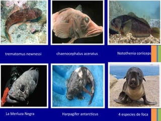 trematomus newnessi chaenocephalus aceratus Notothenia coriiceps
La Merluza Negra Harpagifer antarcticus 4 especies de foca
 