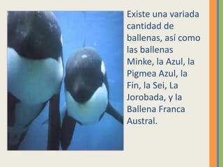 Existe una variada
cantidad de
ballenas, así como
las ballenas
Minke, la Azul, la
Pigmea Azul, la
Fin, la Sei, La
Jorobada, y la
Ballena Franca
Austral.
 