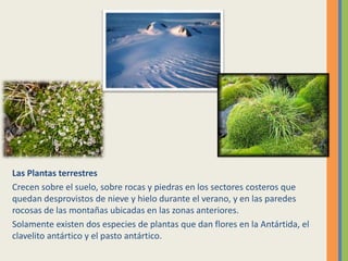 Las Plantas terrestres
Crecen sobre el suelo, sobre rocas y piedras en los sectores costeros que
quedan desprovistos de nieve y hielo durante el verano, y en las paredes
rocosas de las montañas ubicadas en las zonas anteriores.
Solamente existen dos especies de plantas que dan flores en la Antártida, el
clavelito antártico y el pasto antártico.
 