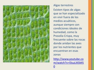 Algas terrestres
Existen tipos de algas
que se han especializado
en vivir fuera de los
medios acuáticos,
aunque siempre con
condiciones ideales de
humedad, como la
Prasolia Crispa, muy
frecuente sobre las rocas
donde anidan las aves
por los nutrientes que
encuentran en esas
zonas
http://www.youtube.co
m/watch?v=l3suLiKSM5
0
 