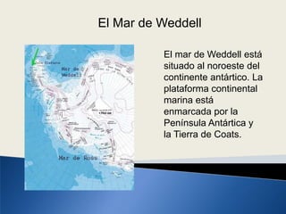 El mar de Weddell está
situado al noroeste del
continente antártico. La
plataforma continental
marina está
enmarcada por la
Península Antártica y
la Tierra de Coats.
El Mar de Weddell
 