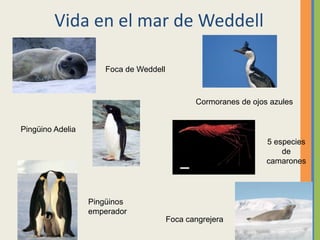 Vida en el mar de Weddell
Foca de Weddell
Pingüino Adelia
Foca cangrejera
Cormoranes de ojos azules
Pingüinos
emperador
5 especies
de
camarones
 