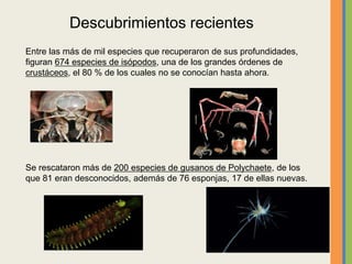 Entre las más de mil especies que recuperaron de sus profundidades,
figuran 674 especies de isópodos, una de los grandes órdenes de
crustáceos, el 80 % de los cuales no se conocían hasta ahora.
Se rescataron más de 200 especies de gusanos de Polychaete, de los
que 81 eran desconocidos, además de 76 esponjas, 17 de ellas nuevas.
Descubrimientos recientes
 