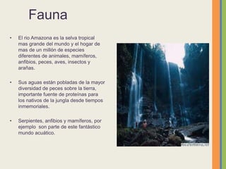 Fauna
• El rio Amazona es la selva tropical
mas grande del mundo y el hogar de
mas de un millón de especies
diferentes de animales, mamíferos,
anfibios, peces, aves, insectos y
arañas.
• Sus aguas están pobladas de la mayor
diversidad de peces sobre la tierra,
importante fuente de proteínas para
los nativos de la jungla desde tiempos
inmemoriales.
• Serpientes, anfibios y mamíferos, por
ejemplo son parte de este fantástico
mundo acuático.
 