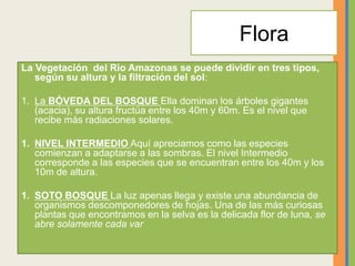 Flora
La Vegetación del Rio Amazonas se puede dividir en tres tipos,
según su altura y la filtración del sol:
1. La BÓVEDA DEL BOSQUE Ella dominan los árboles gigantes
(acacia), su altura fructúa entre los 40m y 60m. Es el nivel que
recibe más radiaciones solares.
1. NIVEL INTERMEDIO Aquí apreciamos como las especies
comienzan a adaptarse a las sombras. El nivel Intermedio
corresponde a las especies que se encuentran entre los 40m y los
10m de altura.
1. SOTO BOSQUE La luz apenas llega y existe una abundancia de
organismos descomponedores de hojas. Una de las más curiosas
plantas que encontramos en la selva es la delicada flor de luna, se
abre solamente cada var
 