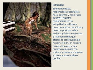 Integridad
Somos honestos,
responsables y confiables
hacia adentro y hacia fuera
de WWF. Nuestro
compromiso con la
integridad se refleja en
nuestros análisis científicos y
nuestras posturas sobre
políticas públicas nacionales
e internacionales que
afectan la consecución de
nuestra misión; en nuestro
manejo financiero y en
nuestras relaciones con
socios y quienes nos apoyan
y hacen nuestro trabajo
posible.
 