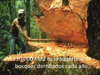130.000 KM2 es la superficie de
bosques derribados cada año.
 