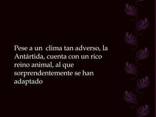 Pese a un  clima tan adverso, la Antártida, cuenta con un rico reino animal, al que sorprendentemente se han adaptado  