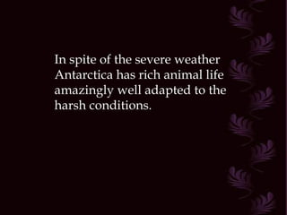 In spite of the severe weather Antarctica has rich animal life amazingly well adapted to the harsh conditions.  