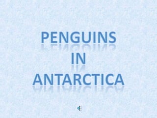 Antartica penguins in_antarctica_pos