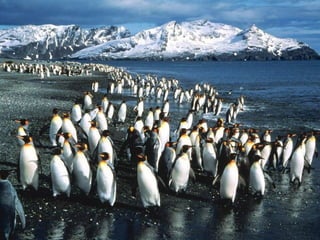 Antartica penguins in_antarctica_pos