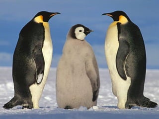 Antartica penguins in_antarctica_pos