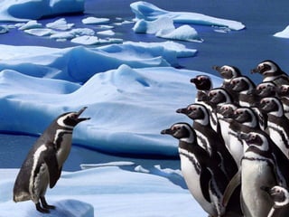 Antartica penguins in_antarctica_pos
