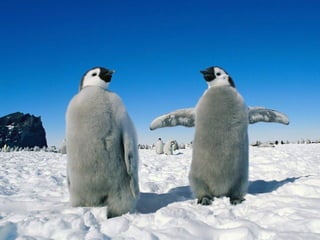 Antartica penguins in_antarctica_pos