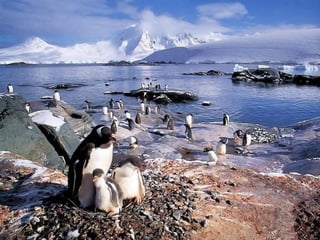 Antartica penguins in_antarctica_pos