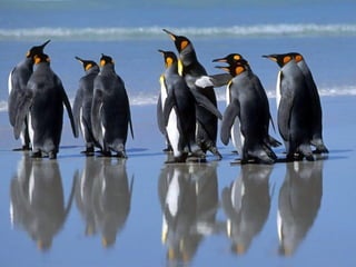 Antartica penguins in_antarctica_pos