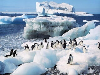 Antartica penguins in_antarctica_pos
