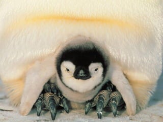 Antartica penguins in_antarctica_pos