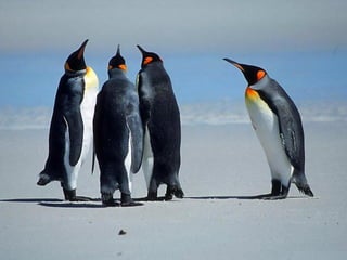 Antartica penguins in_antarctica_pos