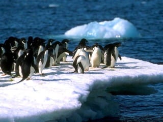 Antartica penguins in_antarctica_pos