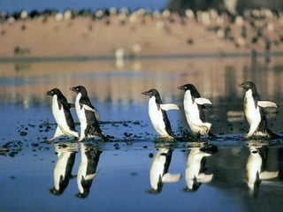 Antartica penguins in_antarctica_pos