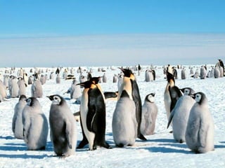 Antartica penguins in_antarctica_pos