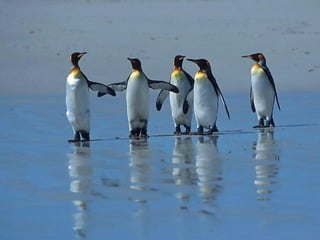 Antartica penguins in_antarctica_pos