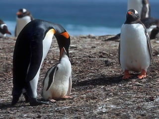 Antartica penguins in_antarctica_pos