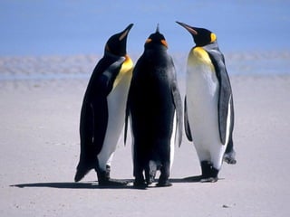 Antartica penguins in_antarctica_pos
