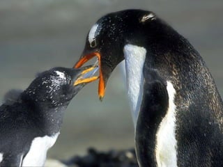 Antartica penguins in_antarctica_pos
