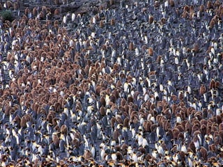 Antartica penguins in_antarctica_pos