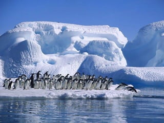 Antartica penguins in_antarctica_pos