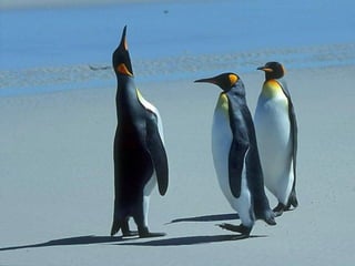 Antartica penguins in_antarctica_pos