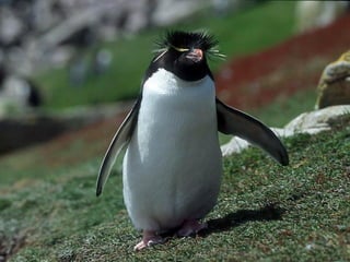 Antartica penguins in_antarctica_pos
