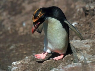 Antartica penguins in_antarctica_pos