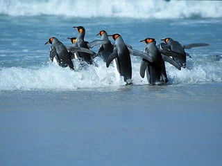 Antartica penguins in_antarctica_pos