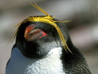 Antartica penguins in_antarctica_pos