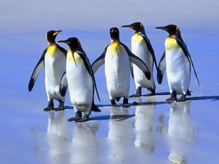 Antartica penguins in_antarctica_pos