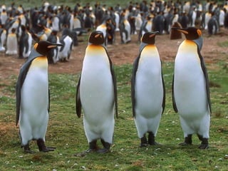 Antartica penguins in_antarctica_pos