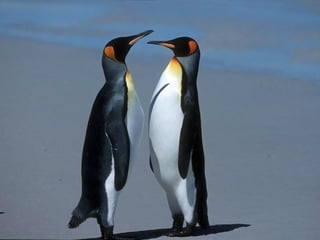 Antartica penguins in_antarctica_pos