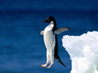 Antartica penguins in_antarctica_pos