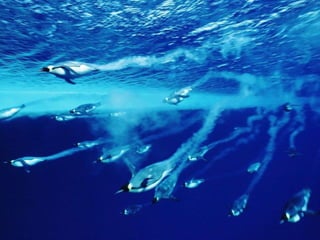 Antartica penguins in_antarctica_pos