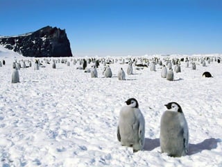 Antartica penguins in_antarctica_pos