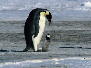 Antartica penguins in_antarctica_pos