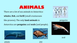 ANIMALS
There are a lot of sea animals in Antarctica-
whales, fish, and krill (small crustaceans
like prawns). The only land animals in penguins
Antarctica are penguins and seals (and people).
krill
whales fish
 