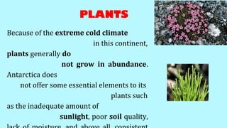 Because of the extreme cold climate
in this continent,
plants generally do
not grow in abundance.
Antarctica does
not offer some essential elements to its
plants such
as the inadequate amount of
sunlight, poor soil quality,
PLANTS
 