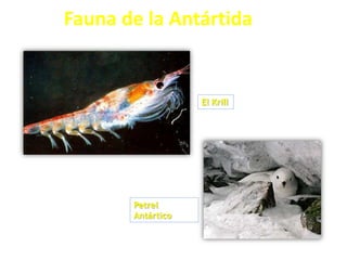 Fauna de la Antártida
El Krill
Petrel
Antártico
 