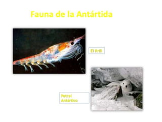 Antartida